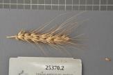 Click for 1 image(s) for this accession. Spike